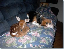 deer