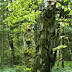 105_Maly_Kaukaz_GEO.jpg, Borjomi - Kharagauli national park, Georgia 2006
