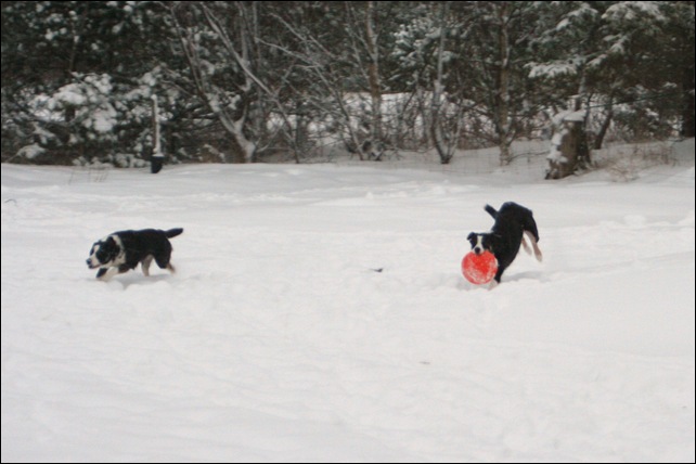frisbee10