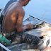 Max cutting bait (red meat) for piranha fishing Imagem%20110