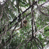 Female howler monkey Imagem%20048