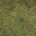 Giant River Otter Imagem%20130