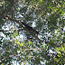 Money in a tree Rio%20180