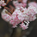 Viburnum