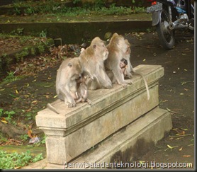 monkeys family