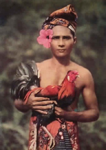 [bali-cock[2].jpg]