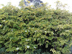 Vegetación andina