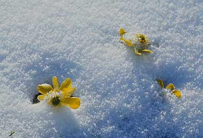 ranuculai-snow-alpine-flowe.jpg