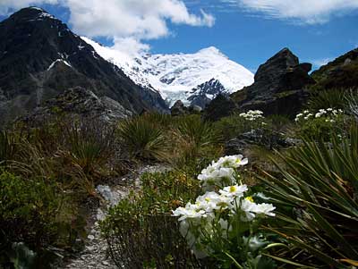 mt-cook-lily-2a.jpg