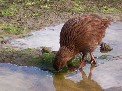 weka.jpg