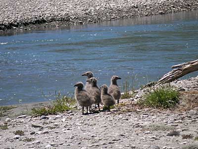 gulls400-1.jpg