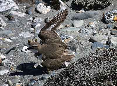 gulls400-5.jpg