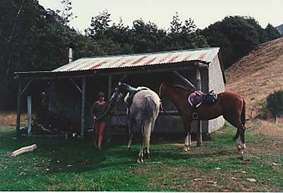 horses-3.jpg