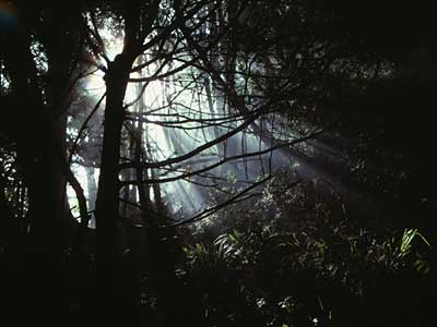 bush-light-shafts-kaikoura.jpg