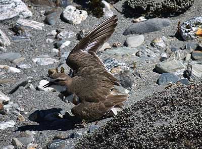 banded-dotterel.jpg