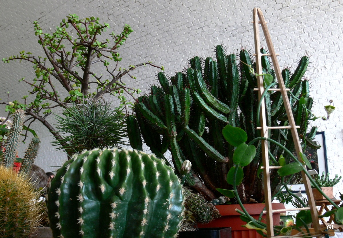 [jardins suspendus cactus 007[4].jpg]