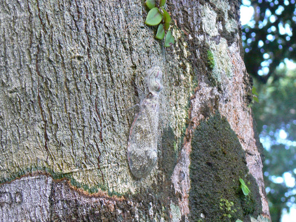 Spotting Image 1