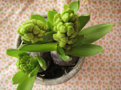 [big hyacint[4].gif]