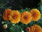 Gold Pink Mums