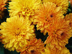 Orange Gold Mums