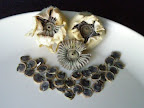 Hollyhock Seeds