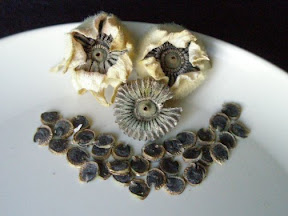 Hollyhock Seeds