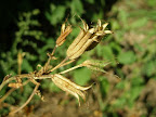 Columbine Seed Casing