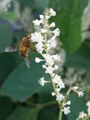 Bee on Knotweed