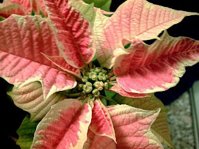 Pink White Variegted Poinsettia by Tyler White - Public Domain Wikimedia Commons