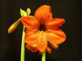 Amaryllis Blossom