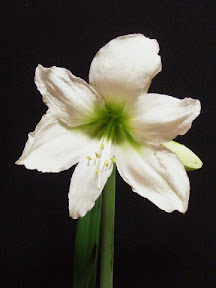 Mont Blanc Amaryllis