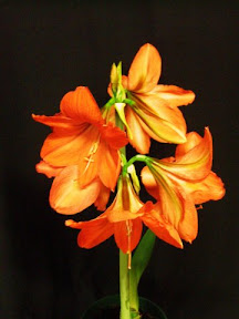 Red Amaryllis