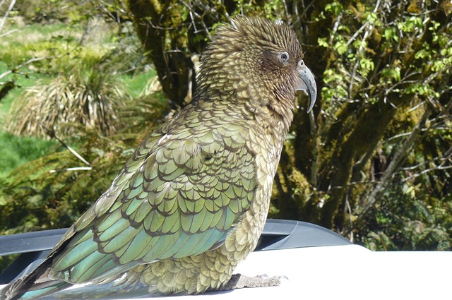[kea 1[3].jpg]