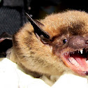 Big Brown Bat