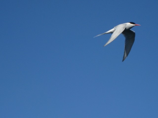 [IMG_1191640x4801.jpg]