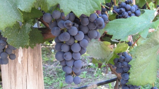 [IMG_1879640x4801.jpg]