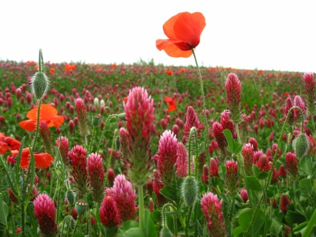 [IMG_1825640x4801.jpg]