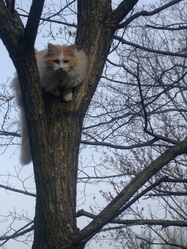 [120308ifthecatcandoit...12.jpg]
