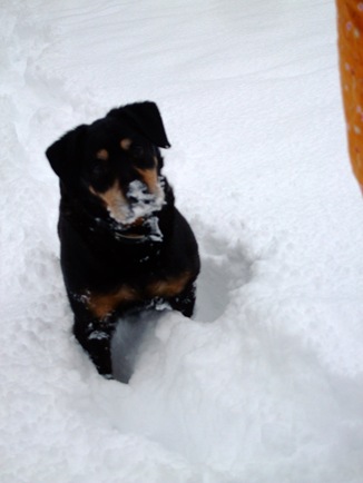 sammy3