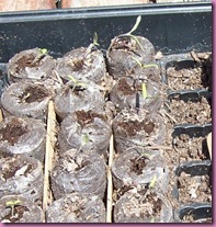 seedlings 004