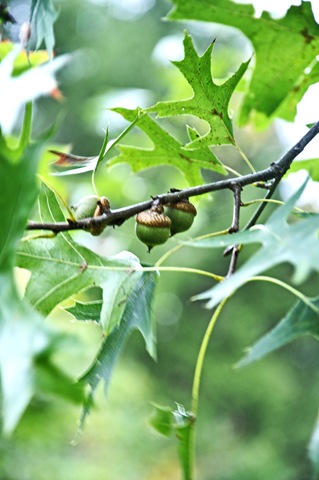 [bokeh 032[3].jpg]