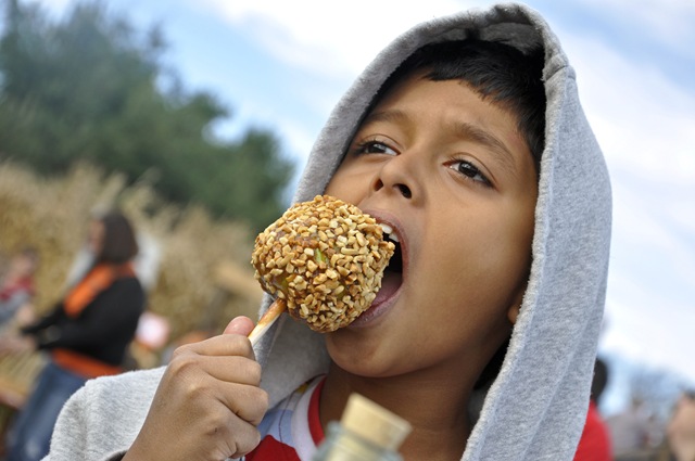 pumpkin patch 10