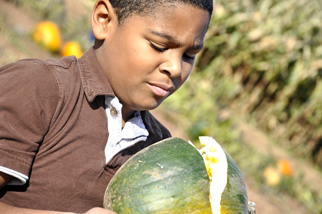 pumpkin patch 2
