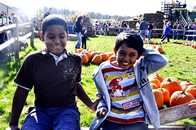 pumpkin patch 7