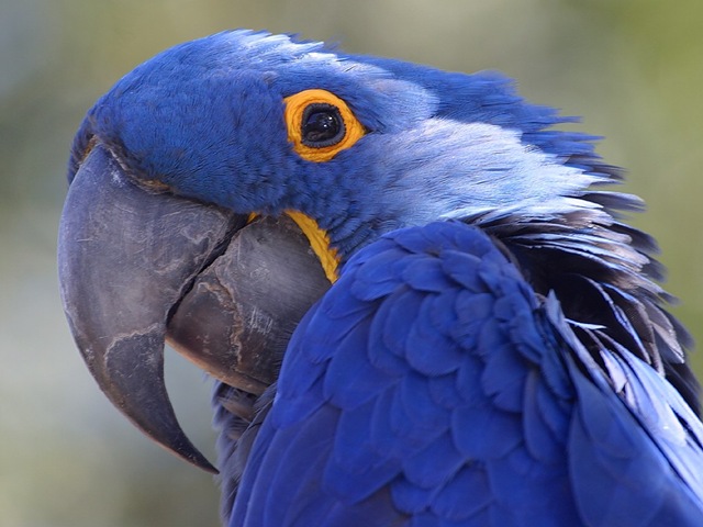 [parrot-blue[3].jpg]