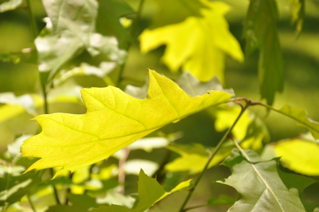 green 003