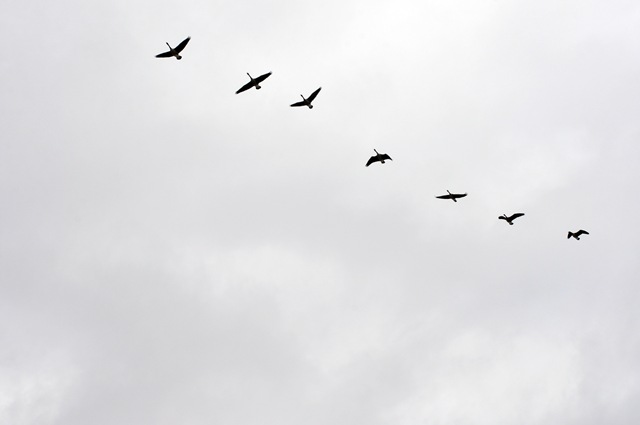 nature 7