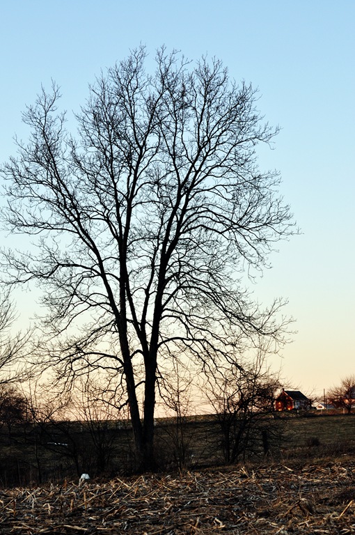 nature 2