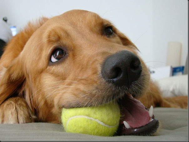 Cachorros e bolas de tênis
