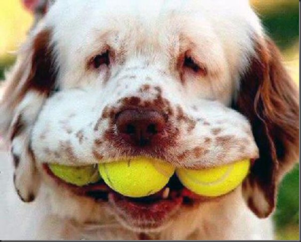 Cachorros e bolas de tênis (18)
